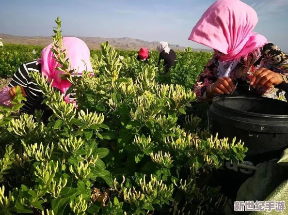 过度开发pop金银花引发生态危机，专家呼吁加强保护措施以维护生物多样性和可持续发展