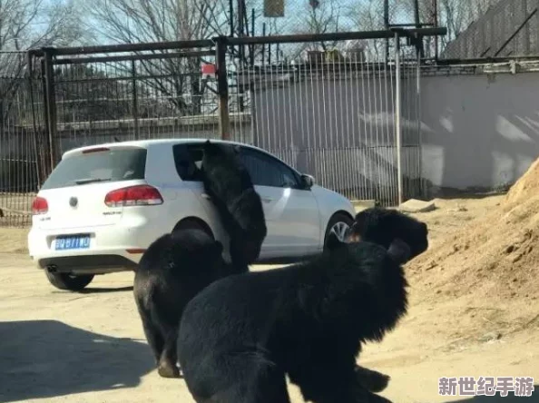 女人和动物交配视频引发网友热议，许多人表示震惊与愤怒，认为这种行为不可接受且应受到法律制裁