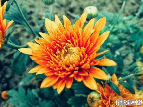 探索三男一女之间复杂情感与互动的伦交动态图：揭示人际关系中的微妙平衡与深层次联系