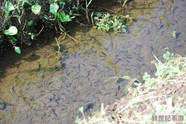 九色91蝌蚪：新动态揭示其生态习性与保护现状，助力生物多样性研究与环境保护工作进一步深入开展