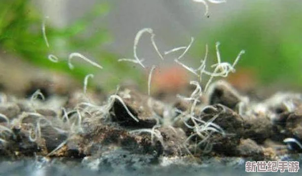 黑人操女人，令人震惊的事件引发了广泛讨论，社会对性别和种族问题的关注再次升级
