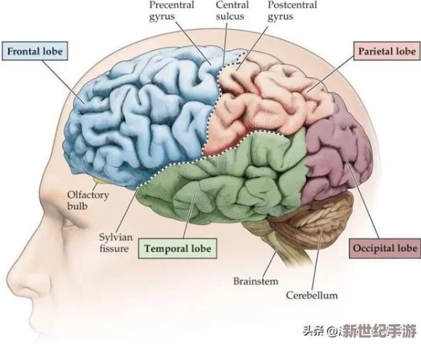 性性伦理a级最新研究表明观看此类内容可能影响大脑功能和行为模式